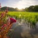 rice meets sun